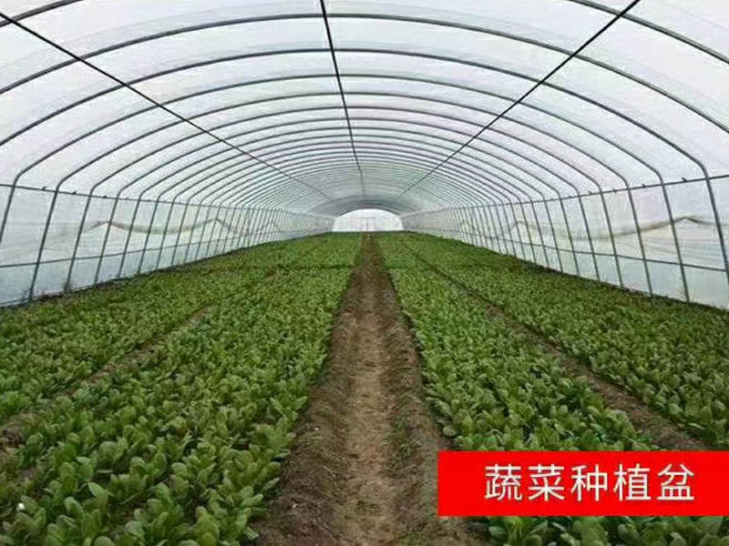 蔬菜温室大棚建设